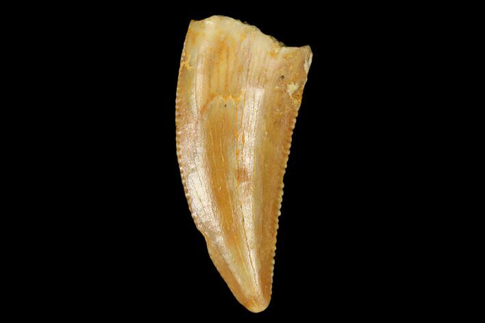Serrated, Raptor Tooth - Real Dinosaur Tooth #178468